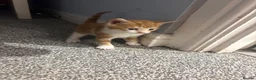 Mixed Breed cats for sale: 10x kittens for sale  - Advert 7