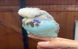 Budgerigars birds for sale: Beautiful Hand Reared Exhibition Budgie - Advert 1