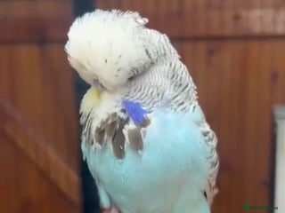 Budgerigars birds Beautiful Hand Reared Exhibition Budgie - Advert 1