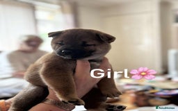 Japanese Shiba Inu dogs for sale: Beautiful Japanese shiba inu puppies 🐶  - Image 3