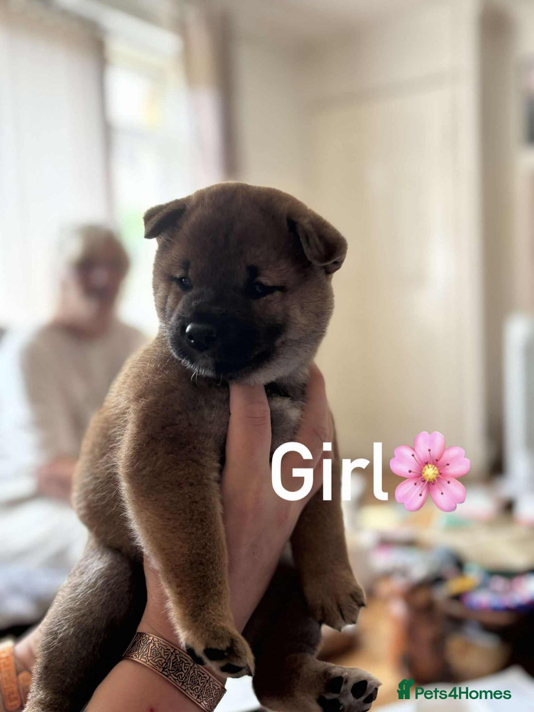 Japanese Shiba Inu dogs for sale: Beautiful Japanese shiba inu puppies 🐶  - Image 3