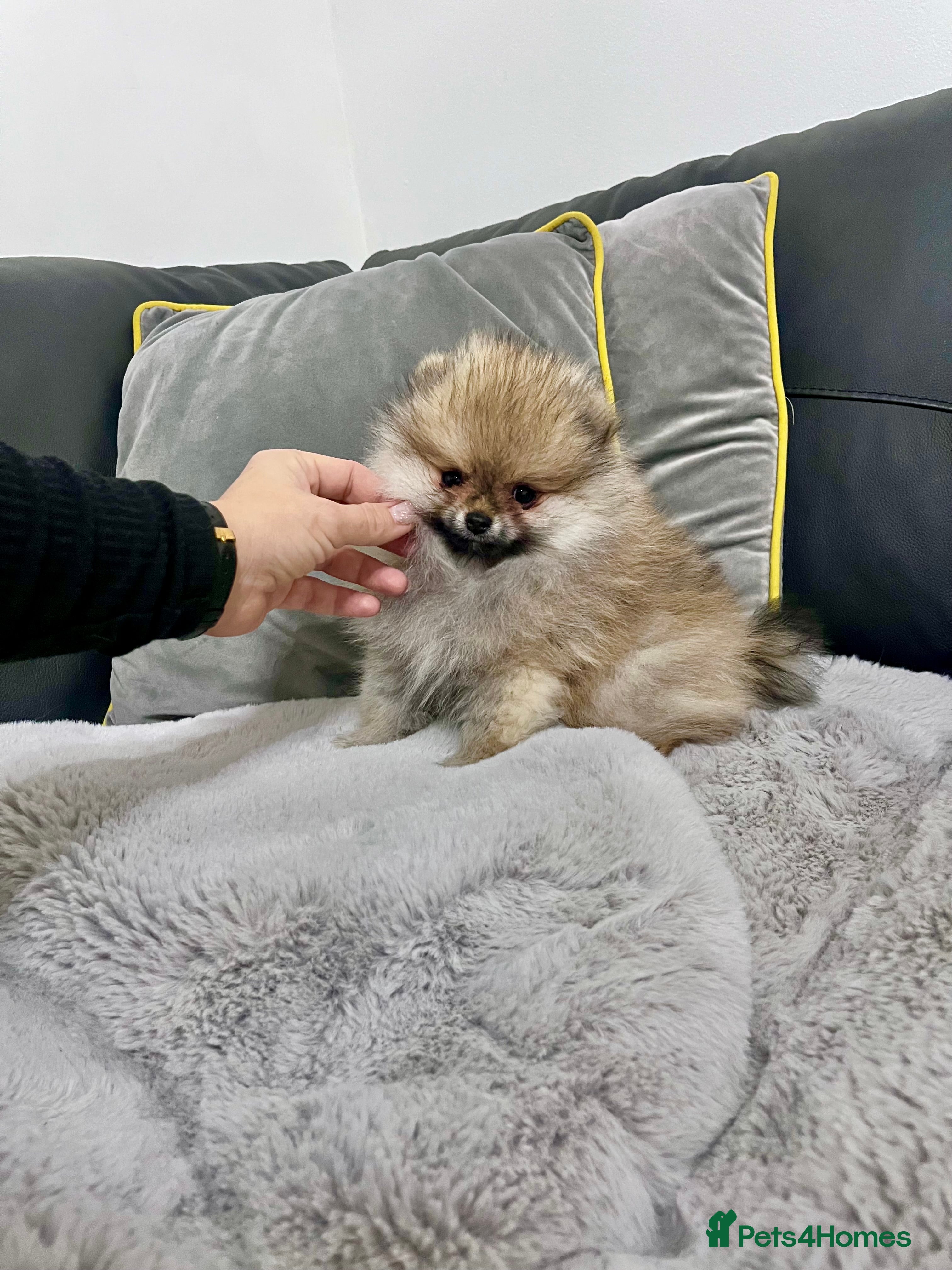 Pomeranian dogs Top Quality 🏆Championship 🧸Teddy Bear - Advert 10