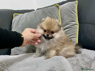 Pomeranian dogs Top Quality 🏆Championship 🧸Teddy Bear - Advert 10