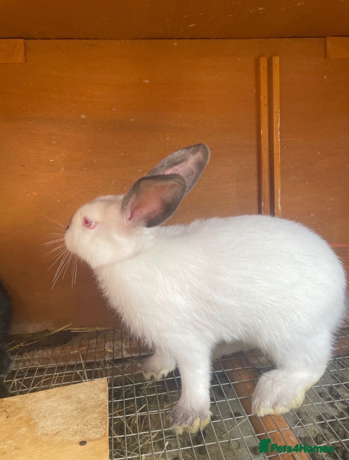 Mixed Breed rabbits New Zealand/Californian Cross - Advert 1