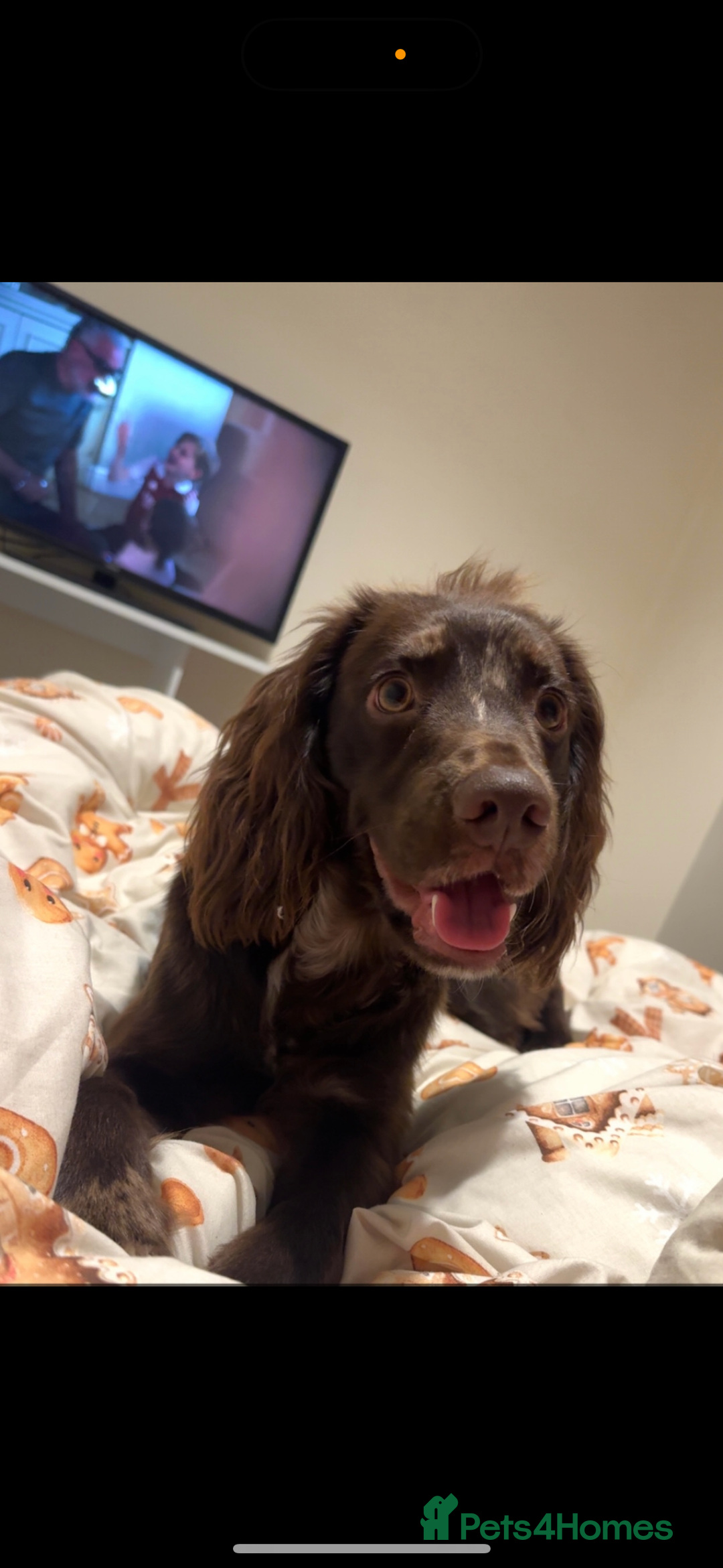 Cocker Spaniel dogs for sale: Cocker spaniel boy  - Advert 1