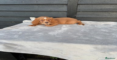 Cocker Spaniel dogs - Advert 3