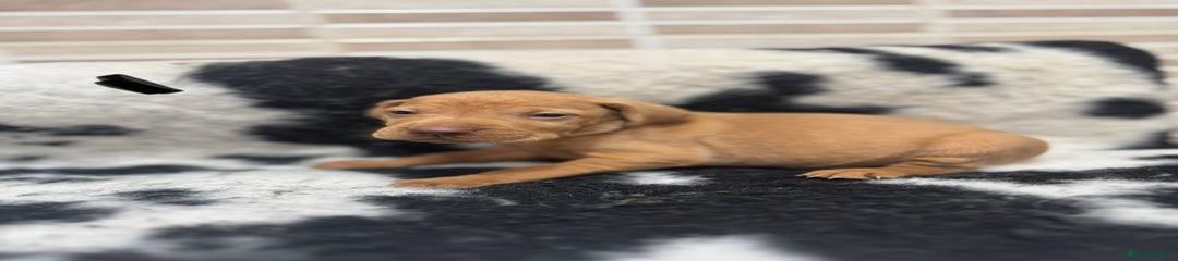 Hungarian Vizsla Puppy 3