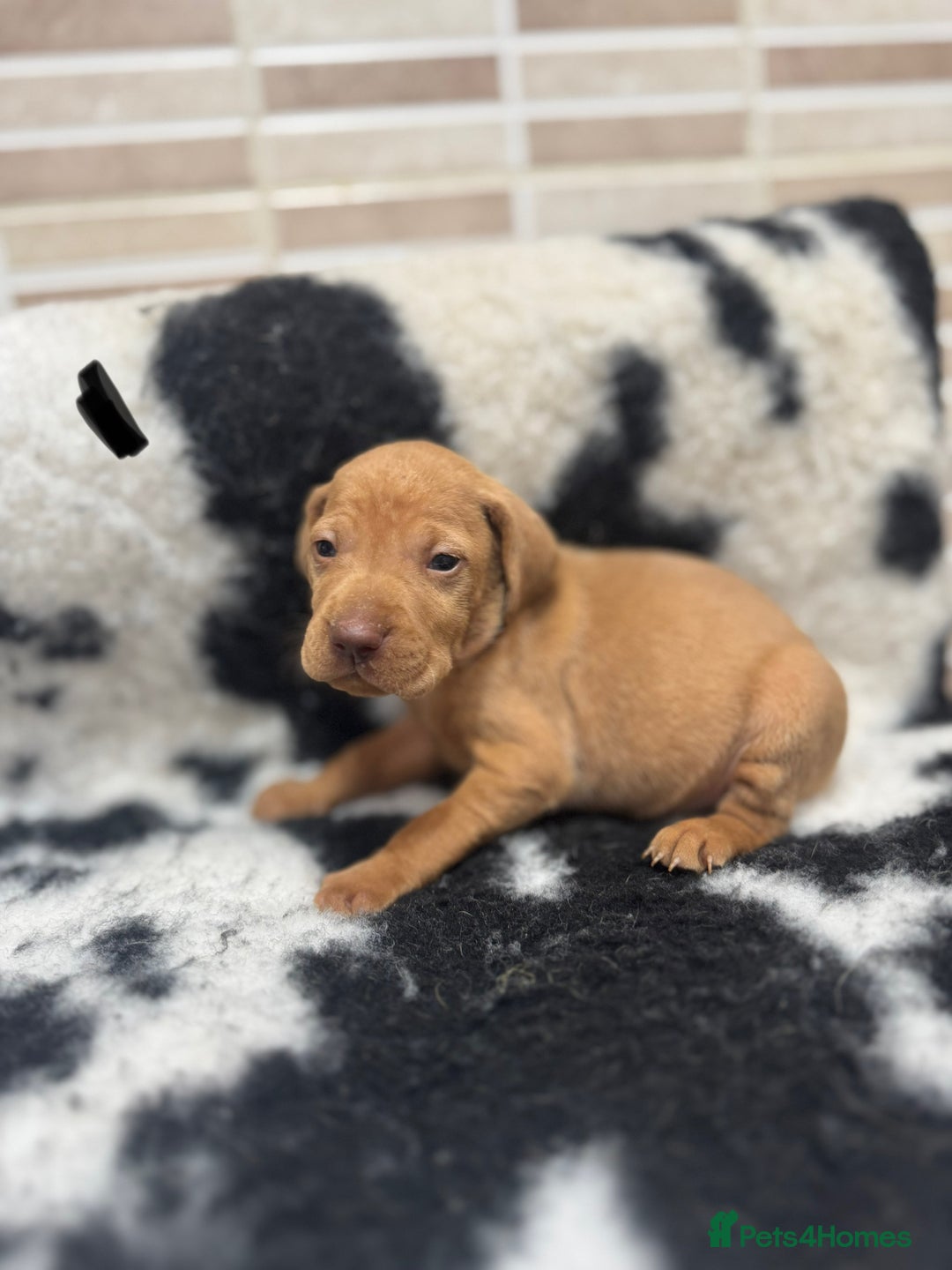 Hungarian Vizsla dogs for sale: 10 Hungarian Vizsla puppies - 6 boys & 4 girls - Image 4