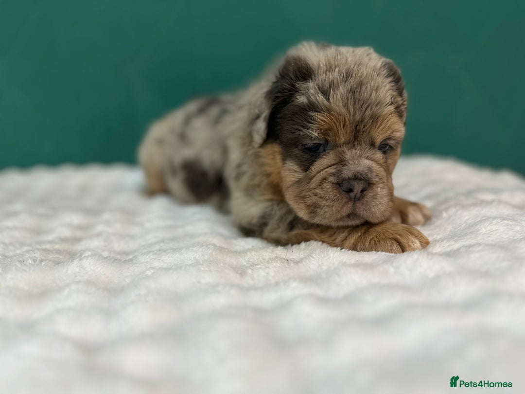 Old Tyme Bulldog dogs for sale: 5 Gorgeous olde bulldogs  - Advert 9