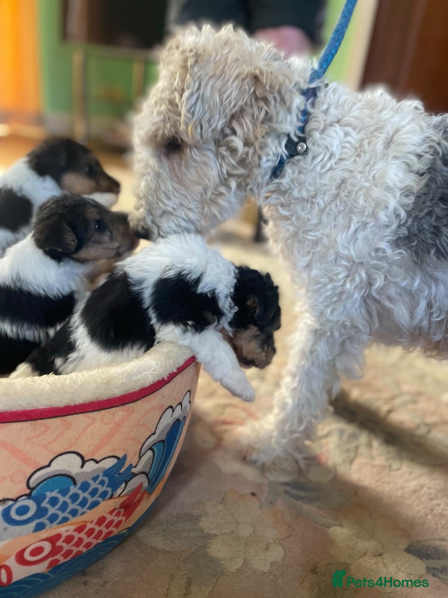 Fox Terrier dogs 4 stunning fox terrier puppies for sale  - Advert 3