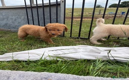 Labradoodle dogs for sale: Health tested chunky and fluffy labradoodles  - Image 4