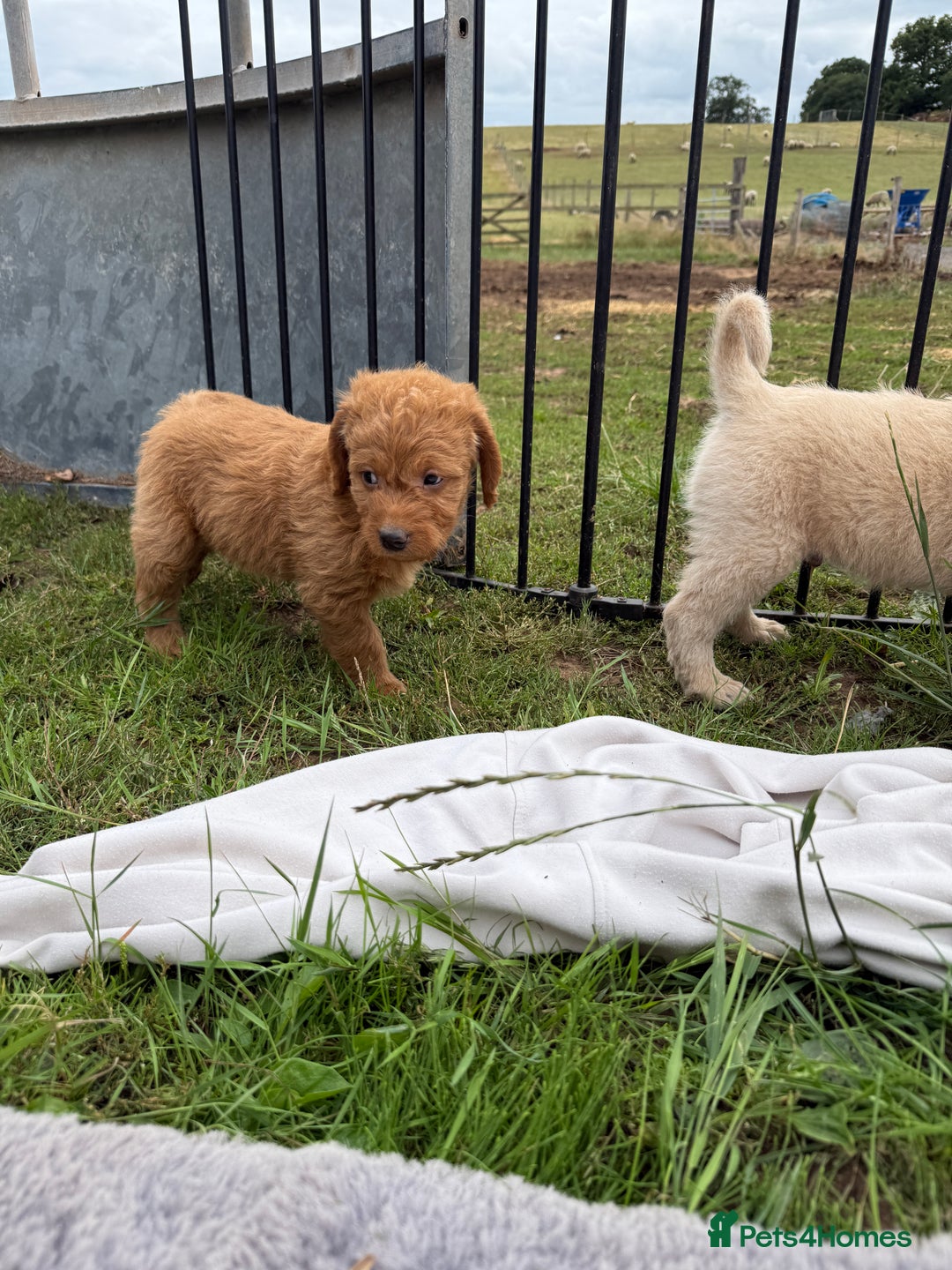Labradoodle dogs for sale: Health tested chunky and fluffy labradoodles  - Image 4