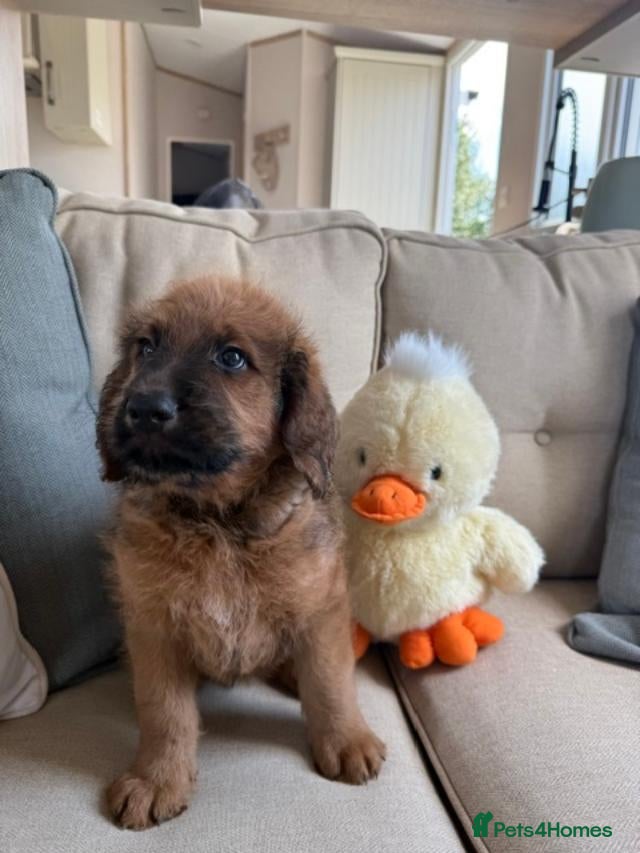 Saint Berdoodle dogs F1B SAINT BERNADOODLE HEALTH TESTED READY TODAY - Advert 1