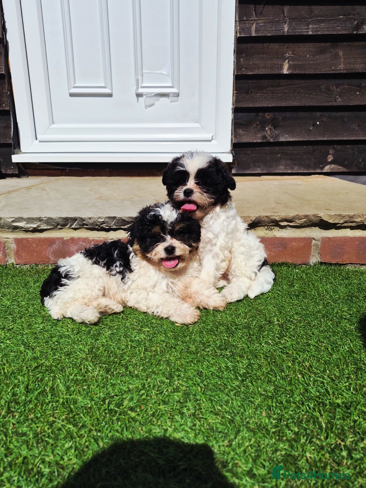 Shihpoo dogs Gorgeous puppies looking for there forever homes - Advert 1
