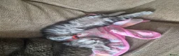 Maine Coon cats for sale: 2 of 9 left  - Advert 9