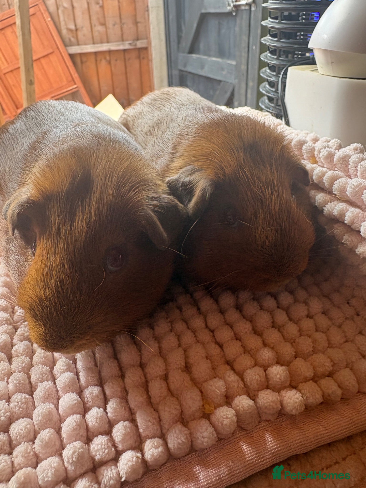 Guinea Pig rodents Pink eyed golden boars  - Advert 1