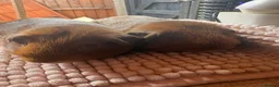 Guinea Pig rodents for sale: Pink eyed golden boars  - Advert 1