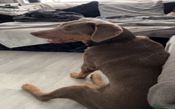 Labrador Retriever dogs for sale: One year old labradors male and female - Image 2