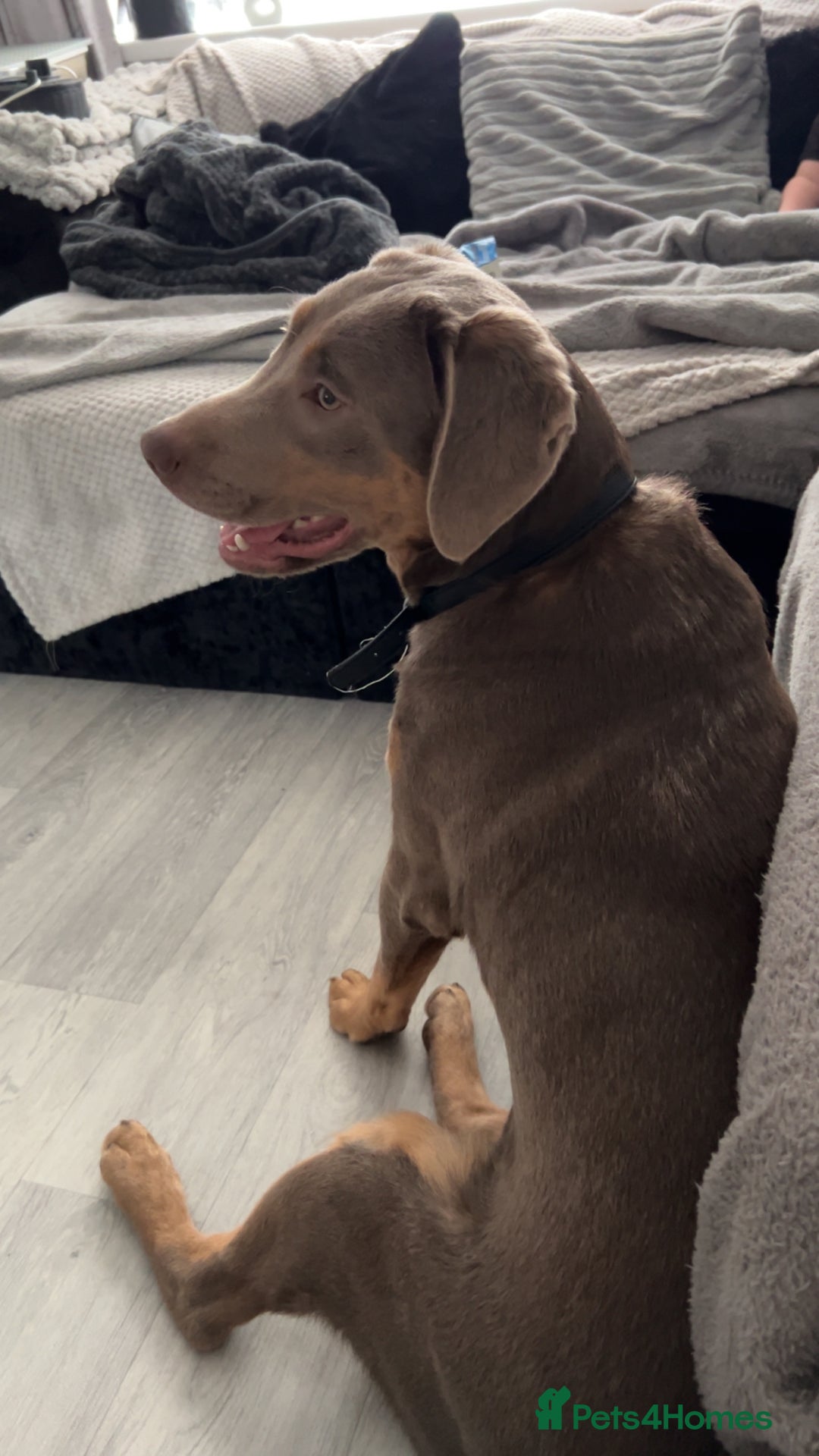 Labrador Retriever dogs for sale: One year old labradors male and female - Image 2