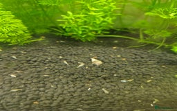 Snails fish for sale: Malaysian trumpet snails 5 for £1 - Image 1