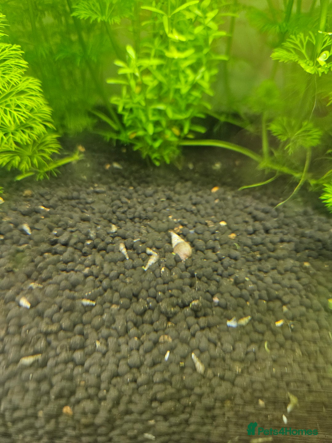 Snails fish for sale: Malaysian trumpet snails 5 for £1 - Image 1