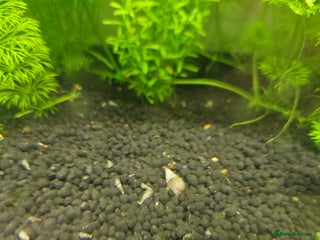 Snails fish Malaysian trumpet snails 5 for £1 - Advert 1