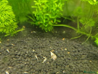 Snails fish Malaysian trumpet snails 5 for £1 - Advert 1