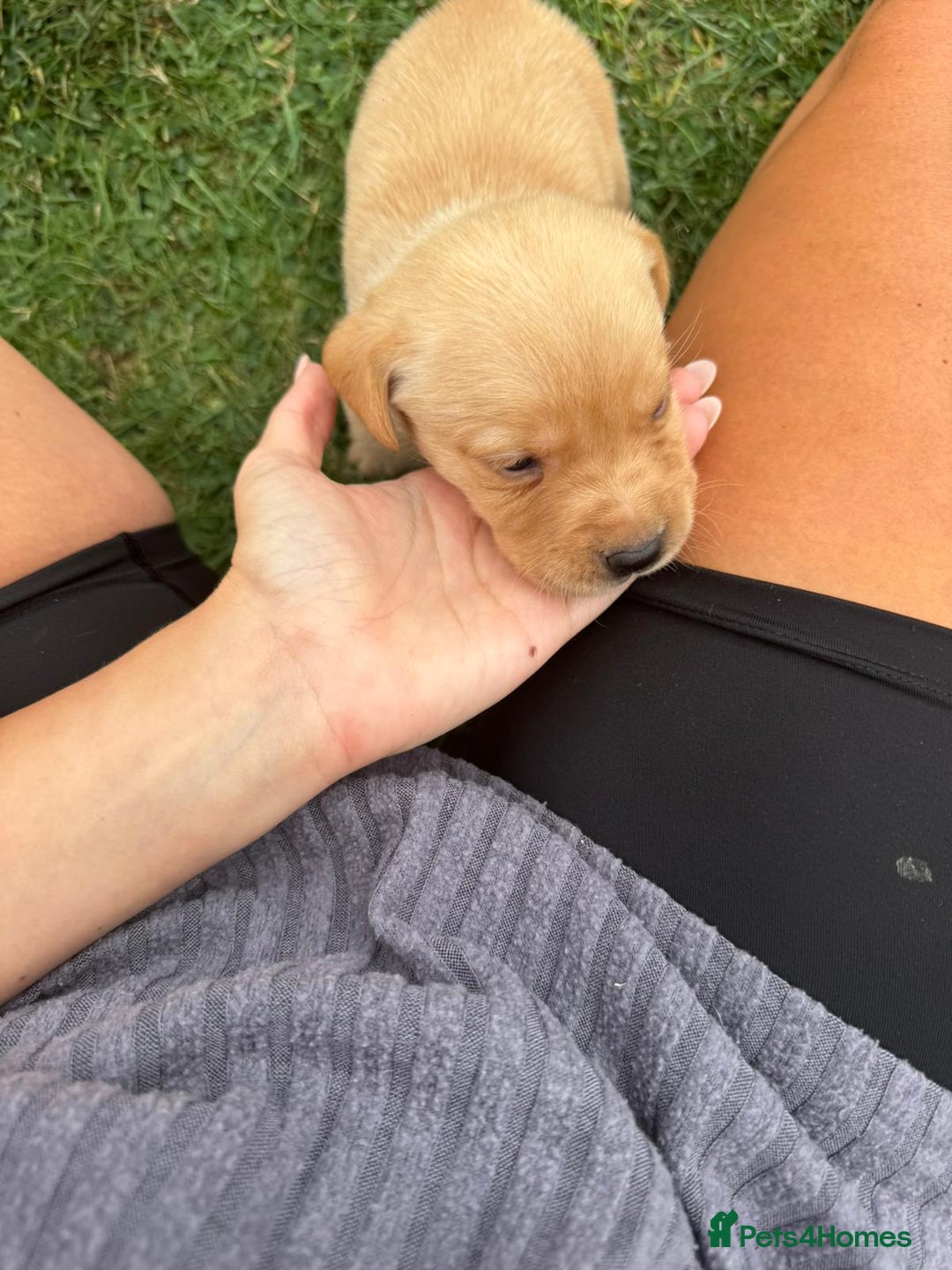 Labrador Retriever dogs for sale: Labrador puppies - Image 6