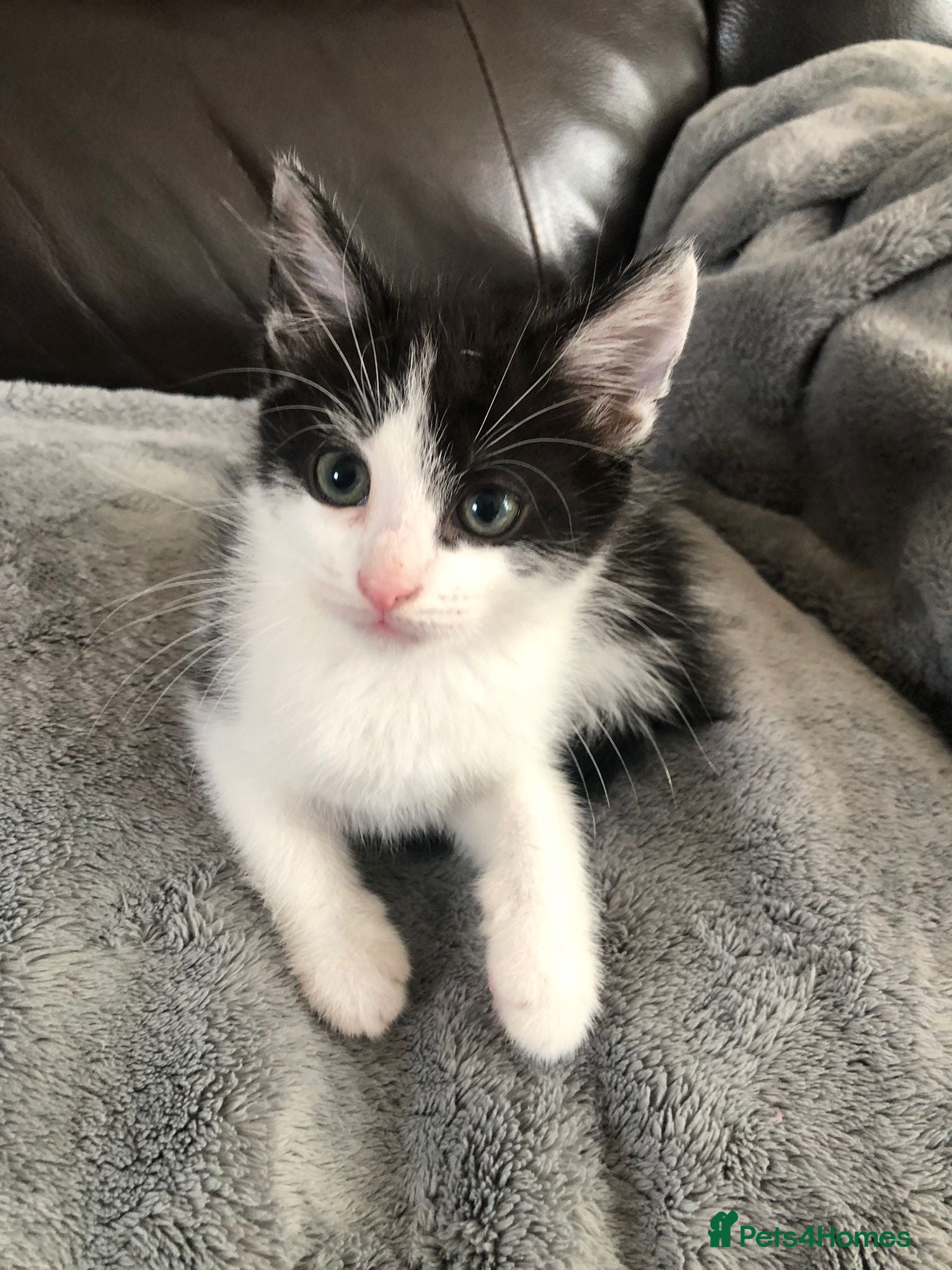 Mixed Breed cats for sale: Beautiful Mixed Male Kitten in Glasgow - Advert 2