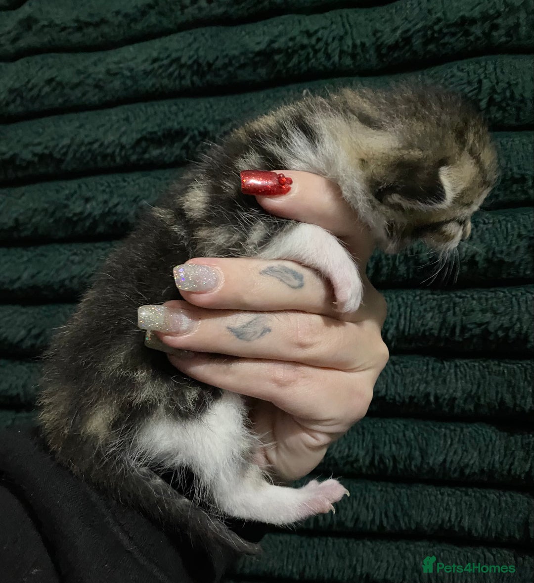 American Shorthair cats for sale: Mix colour litter girls and boys very docile  - Advert 6