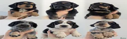 Cocker Spaniel dogs for stud: FTCH X OFTAW Health Tested Stud - Advert 2