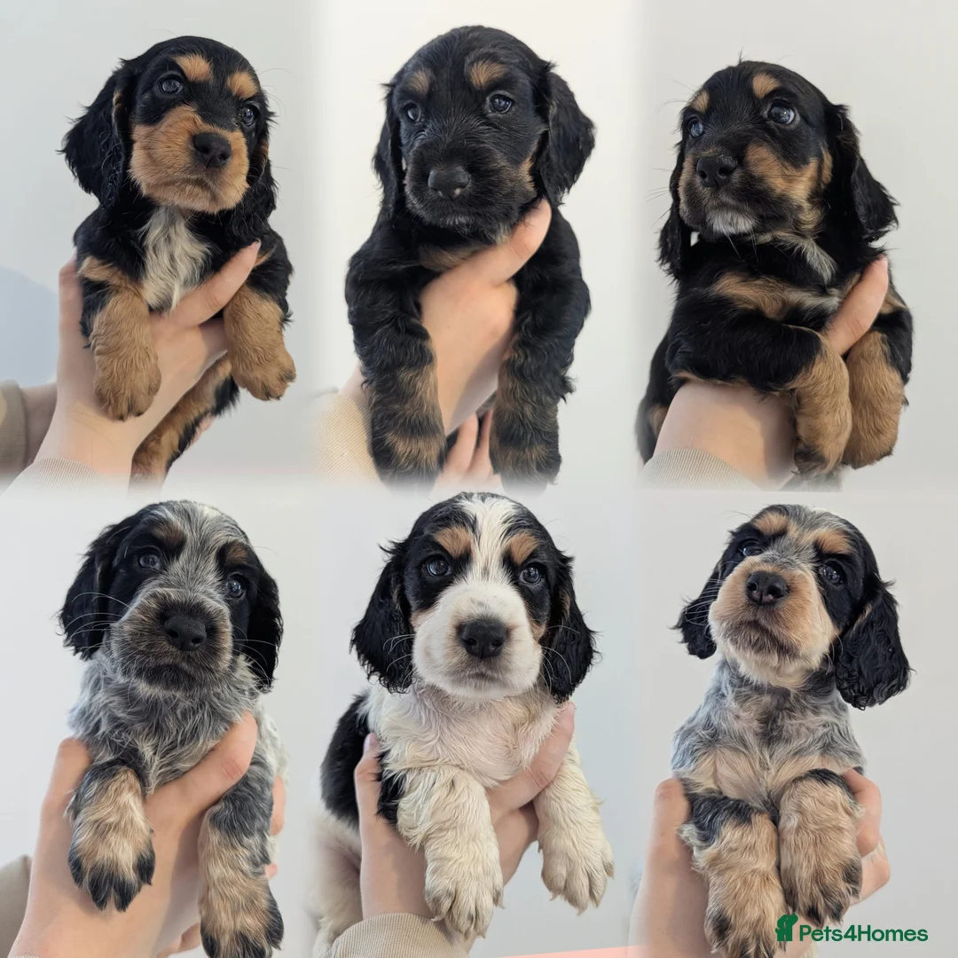 Cocker Spaniel dogs for stud: FTCH X OFTAW Health Tested Stud - Advert 2