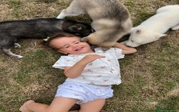 Siberian Husky dogs for sale: Stunning Pure siberian husky pups - Image 13