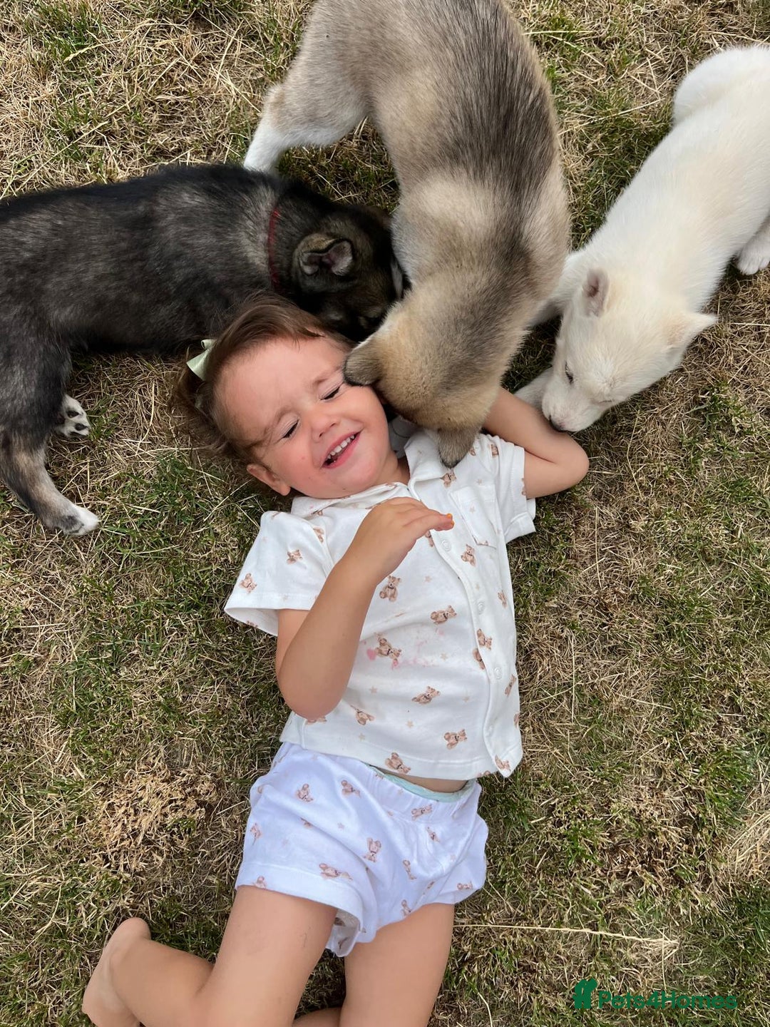 Siberian Husky dogs for sale: Stunning Pure siberian husky pups - Image 13