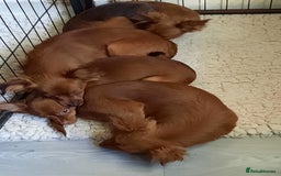 Russian Toy Terrier dogs for sale: Russain toys. - Image 6