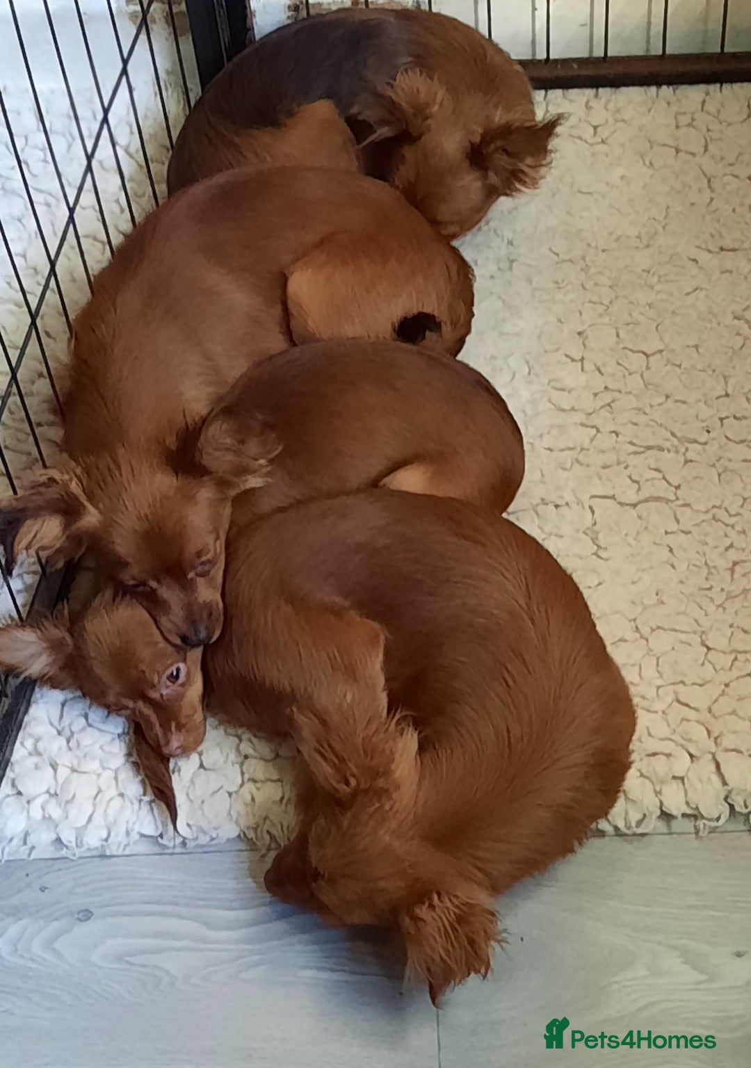 Russian Toy Terrier dogs for sale: Russain toys. - Image 6