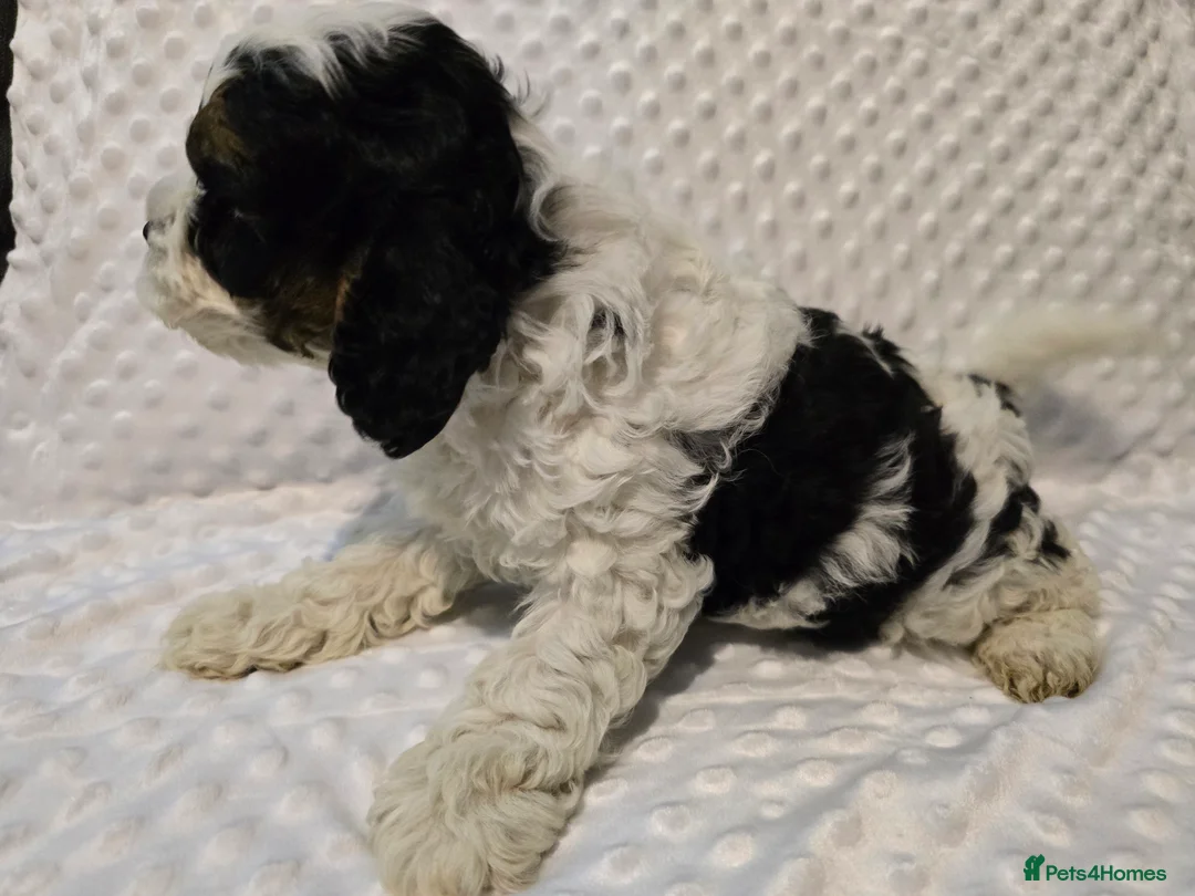 Cockapoo dogs for sale: Cockapoo puppies ready now - Advert 1