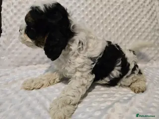 Cockapoo dogs Cockapoo puppies ready now - Advert 1