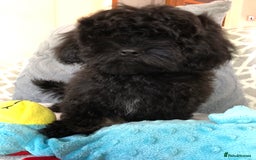 Shihpoo dogs for sale: shihpoo puppies for sale  - Image 7