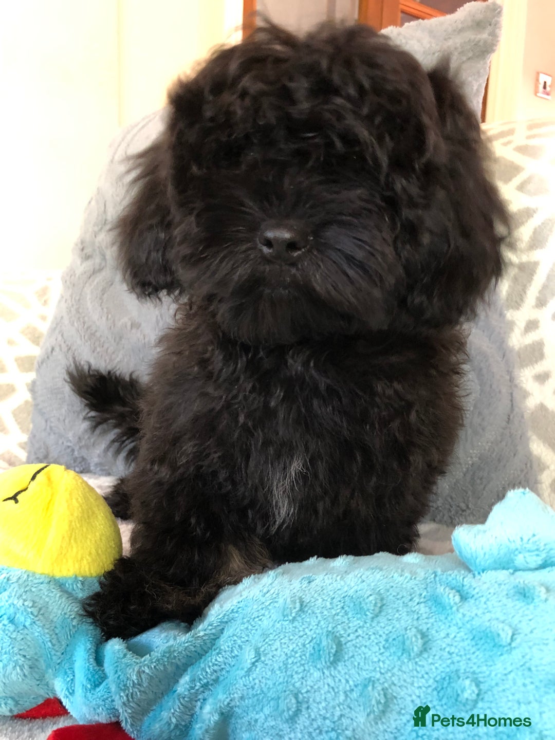 Shihpoo dogs for sale: shihpoo puppies for sale  - Image 7