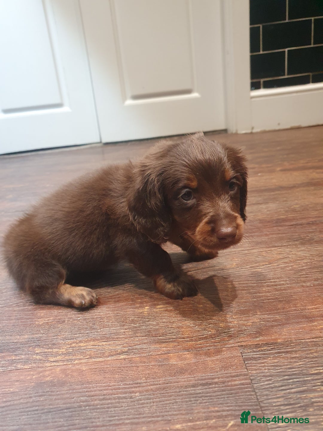 Dachshund dogs for sale: Long haired daschund puppies £1250 2 brown boys - Advert 2