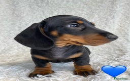 Miniature Dachshund dogs for sale: Miniature duscuhund  - Image 15