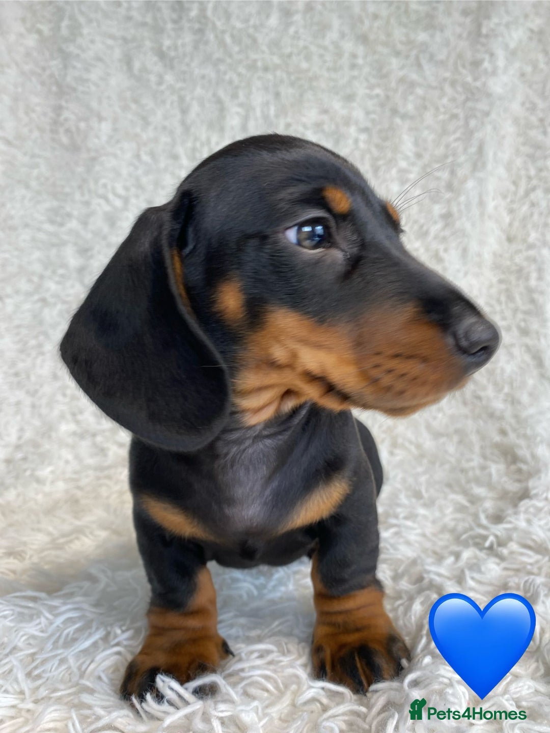 Miniature Dachshund dogs for sale: Miniature duscuhund  - Image 15