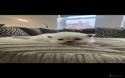 Ragdoll cats for sale: 4 blue point Ragdoll kittens  - Image 5