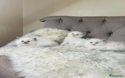 Ragdoll cats for stud: Amazing proven stud !!!  in Romford - Image 12