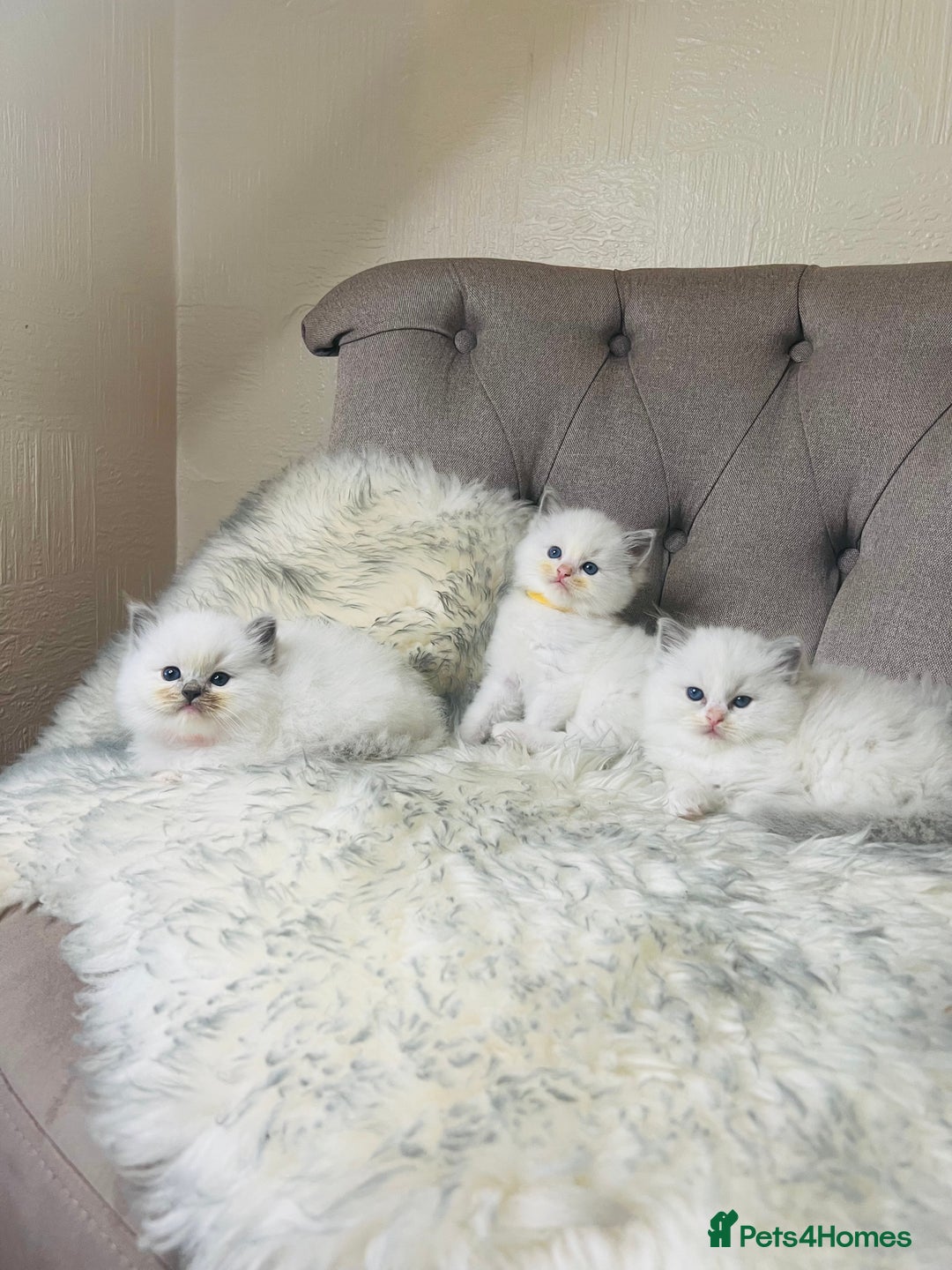 Ragdoll cats for stud: Amazing proven stud !!!  in Romford - Image 12