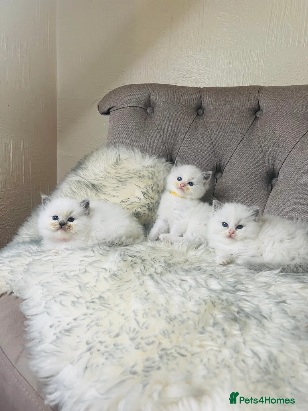 Ragdoll cats for stud: Amazing proven stud !!!  in Romford - Advert 12