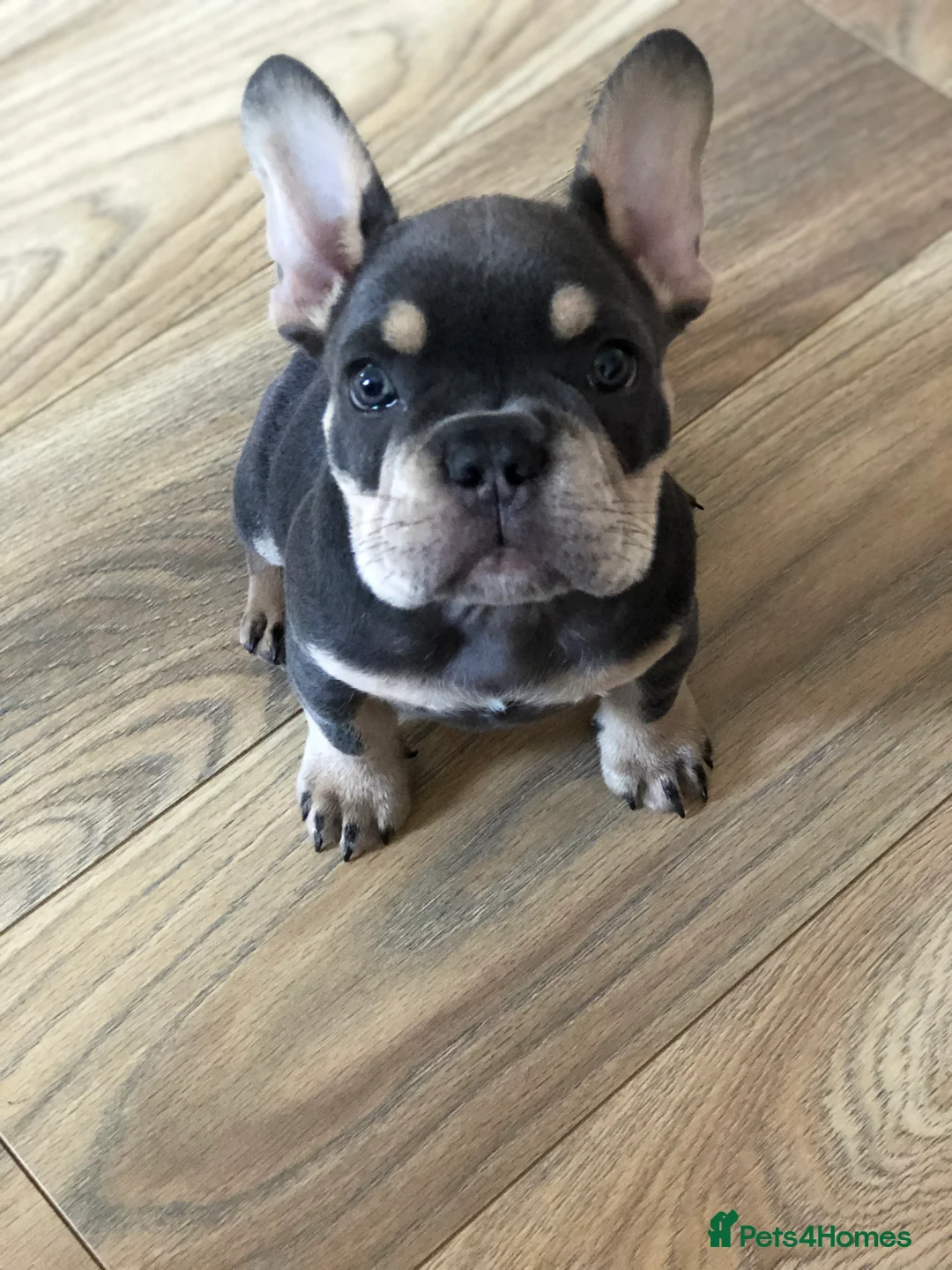 French Bulldog dogs for stud: 🇫🇷 French Bulldog For Stud  🇫🇷 in Croydon - Advert 24