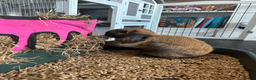 Mini Lop rabbits for sale: Gorgeous Male Neutered 1 Year Old For Rehoming - Advert 6