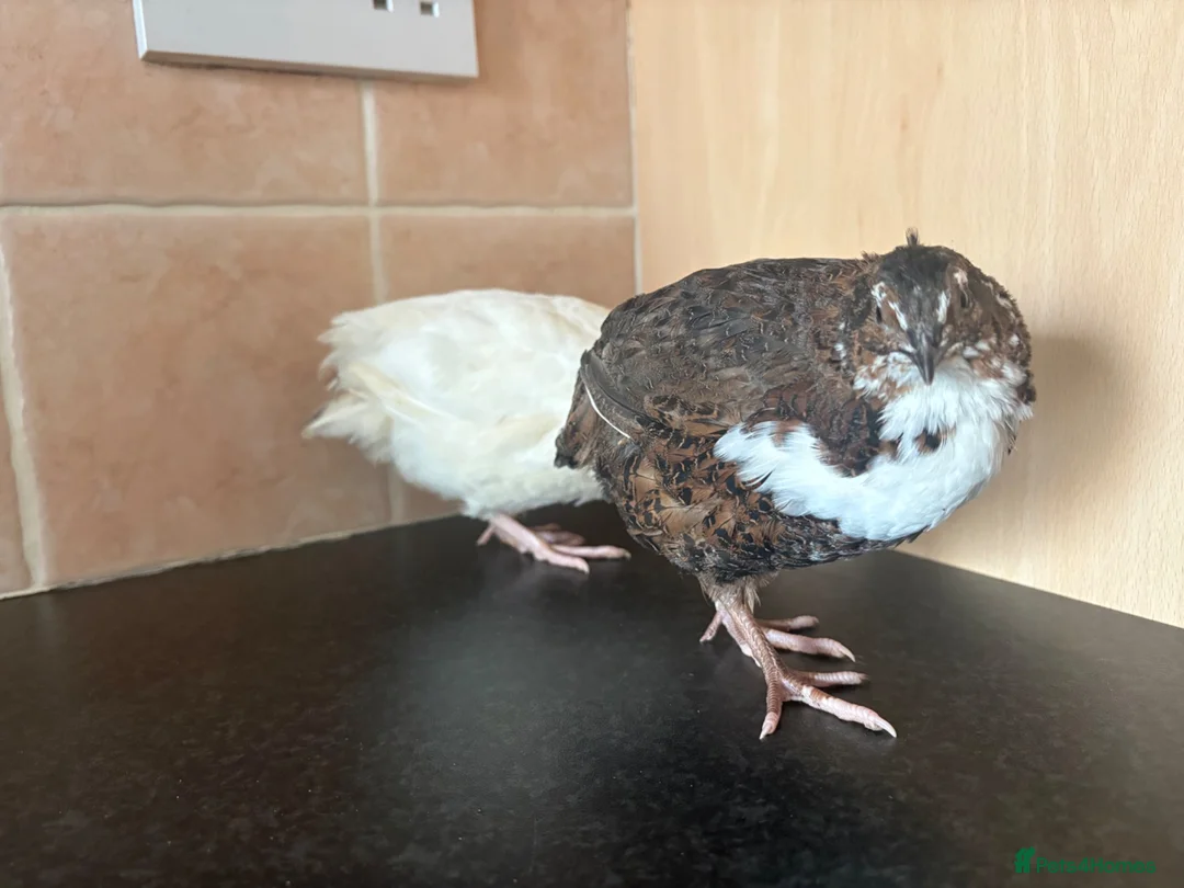Quail poultry for sale: MALE QUAIL FOR SALE in Newtownards - Advert 2